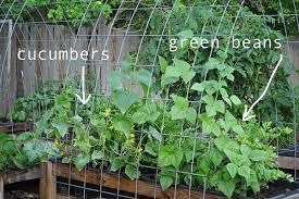 Pin On My Raised Urban Garden