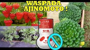 Ajinomoto indonesia adalah perusahaan yang memproduksi berbagai bumbu penyedap masakan. 2 Cara Guna Kesan Perasa Msg Ajinomoto Jadi Baja Tanaman