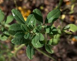 Image result for Trigonella