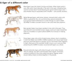 The black tiger has wider stripes and more black on its head and back. From Tiger Scat To Dna To Hopefully Survival