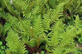 Image result for Dryopteris schizopaleata