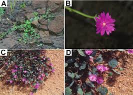Image result for Corbichonia decumbens