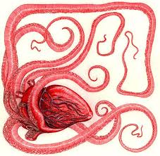 Ben Lawson Heart Tentacle Art Jpg 500 491 Pixels Anatomical Heart Art Art Tentacle Art