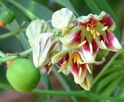 Image result for Manihot grahamii