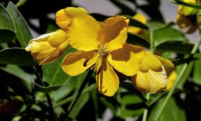 Image result for Cassia burttii