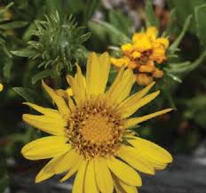 Image result for Rhipidoglossum delepierreanum