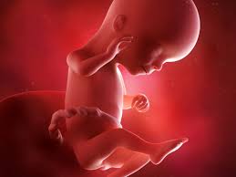 My baby was 10oz also at 20 weeks and ob wasn't concerned at all. 16 Weeks 4 Months Pregnant Baby Development Size Body Changes Symptoms