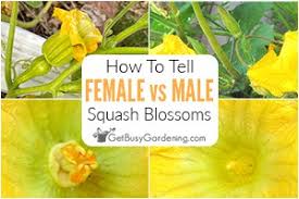 Male versus female squash flowers. How To Tell The Difference Between Female Male Squash Blossoms