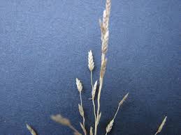Image result for Eragrostis caniflora