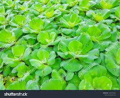 Image result for Lemna