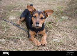 Patterdale terrier cross hi-res stock photography and images - Alamy