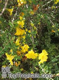 Image result for Rhigozum brevispinosum