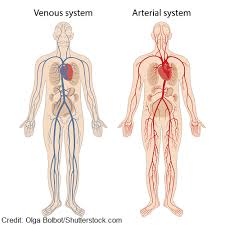 Veins are present near the skin of the human body. Peripheral Vascular Disease Pvd Nclex Review