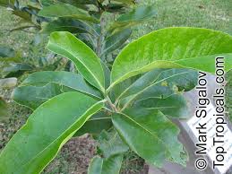 Image result for Diospyros sp. no. 1 sensu FZ