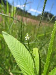 Image result for Caperonia fistulosa