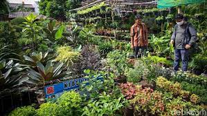 Contoh laporan training perhotelan.situs aplikasi dapodik apilikasi pmp sim pkb sergurid pengumuman ppg tutorial dan panduan bagi guru dan operator sekolah. Geliat Penjual Tanaman Hias Panen Rezeki Di Tengah Pandemi