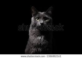 Beautiful cats with blue eyes that are truly captivating. Shutterstock Puzzlepix