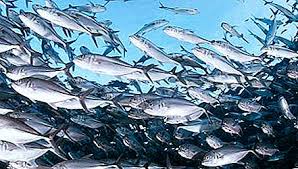 Nama nama ikan, serta nama dan suara hewan laut. Ikan Laut Ikan Laut Nama Ikan Menangkap Ikan Sifat 2021