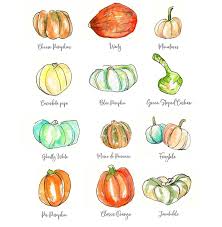 See more ideas about squash varieties, squash, winter squash. Winter Squash Varieties Taking A Break From Self Care And Vegetarian Topics Today To Share These Cute Pu Winter Squash Varieties Squash Varieties Cute Pumpkin