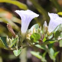 Image result for Bonamia spectabilis