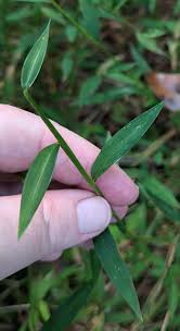 Image result for Microstegium