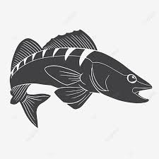 We did not find results for: Walleye Fish Vector Game Fishing Freshwater Fish Fish Cartoon Png And Vector With Transparent Background For Free Download