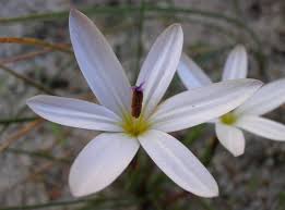 Image result for Romulea camerooniana