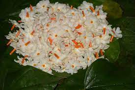 It counters chronic fever and headaches. Local Guides Connect Night Flowering Jasmine Flowers The Flower Of Hea Local Guides Connect