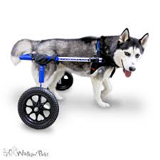 .cadeira de rodas para deficientes pequeno cão/gato/cachorrinho/filhote de cachorro,aproveite dog repel dog wheelchair pet wheelchair handicap dobrar cadeira de rodas baby bobo collar for. Cadeira De Rodas Walkin Wheels Para Caes De Porte Medio Smartvet