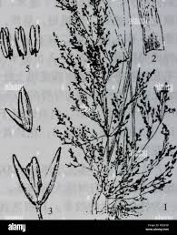 Image result for Agrostis epigejos