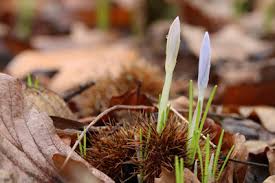 Bei meiner pflanzaktion hab ich einige ungewollt ausgegraben und das festgestellt. Krokus Pflanzen Pflege Und Vermehren Der Krokusse Gartendialog De