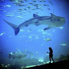 The Accidental Tour Guide Georgia Aquarium Beautiful Places To Visit Places To Go