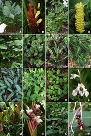 Image result for Marantochloa purpurea