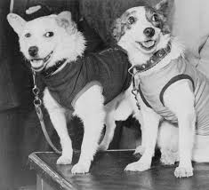 55 Years Ago The Soviet Union Sent 2 Dogs Into Space And They Lived To Bark About It Space Animals Soviet Space Dogs Space Dog