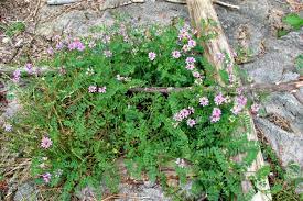 We did not find results for: Extremely Invasive Crown Vetch Focus On Flowers Indiana Public Media