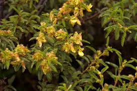 Image result for Kotschya