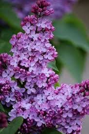 Pin By Bengu Dimetoka On Leylaklar Lilac Tree Beautiful Flowers Purple Flowers