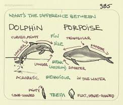 What S The Difference Between A Dolphin And A Porpoise It S Not Fullproof There Are A Few Exceptions But Pretty Much Thes Biology Facts Dolphins Fun Science