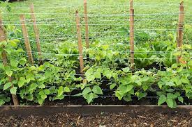 Maybe you would like to learn more about one of these? 25 Awesome Garden Trellis Ideas Trees Com