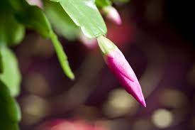 A christmas cactus needs long, uninterrupted nights and cooler temperatures to initiate the growth of flower buds. Reasons For Christmas Cactus Bud Drop Why Is My Christmas Cactus Dropping Buds