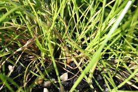 Image result for Isolepis fluitans