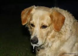 Preventing seizures will ultimately depend on what is causing them in the first place. My Puppy Has Frequent Seizures Mouth Foam Blindness What Should I Do Quora