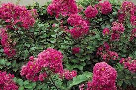 Is crape myrtle poinous to humans? Top 10 Plants For Sandy Soil Crape Myrtle Sandy Soil Plants Flower Boarders