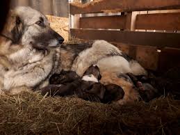 The romanian carpathian shepherd is a large breed of livestock guardian dogs that originated in the carpathian mountains of romania. Jenny Dorgelo Kleine Staarman On Twitter Goodmorning From The A Litter Canineefficient At Canisa Din Fruntea Turmei CiobÄƒnesc Romanesc Carpatin Kuddebewakingshond Kbh Livestock Guardian Dog Peaceful Coexistance Predator