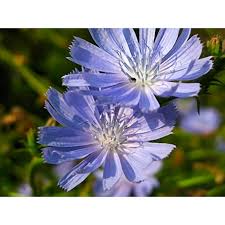 Image result for Cichorium