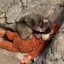 Punch the monkey dragged in heartbreaking video. See zoo's response.
