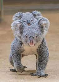 Name One Thing More Adorable Than This Family Of Koalas Baby Animals Cute Funny Animals Cute Cats And Kittens