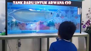 Aquariums Aquarium Baru Buat Ikan Arwana Aquarium Tanked Aquariums Tank