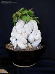 Plantfiles Pictures Euphorbia Euphorbia Stellata By Thistlesifter Succulent Gardening Cactus Plants Euphorbia