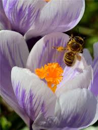 Flowers and plants have been used medicinally for thousands of years. Pollination Of Flowers
